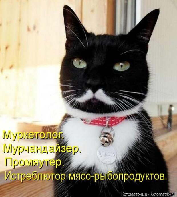 Лучшие котоматрицы недели (50 фото)