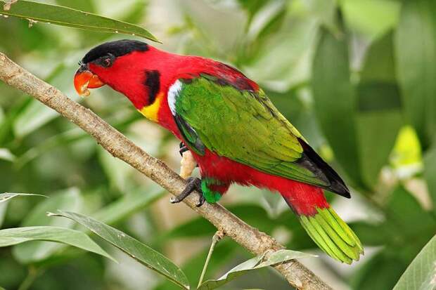 Самые красивые попугаи в мире: фото и названия, ареал обитания