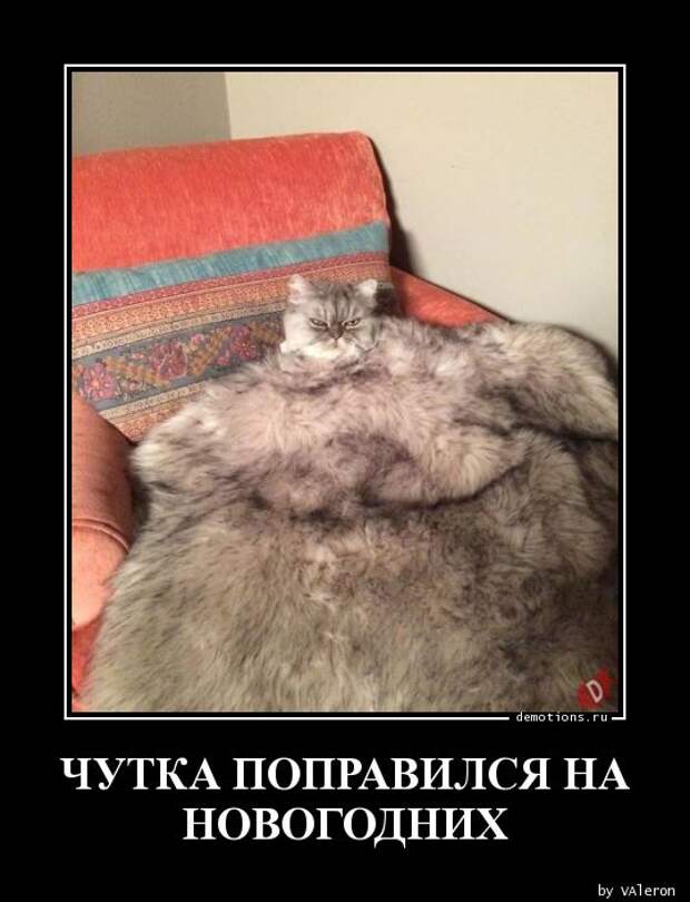 Поправился чуток демотиватор, демотиваторы, жизненно, картинки, подборка, прикол, смех, юмор
