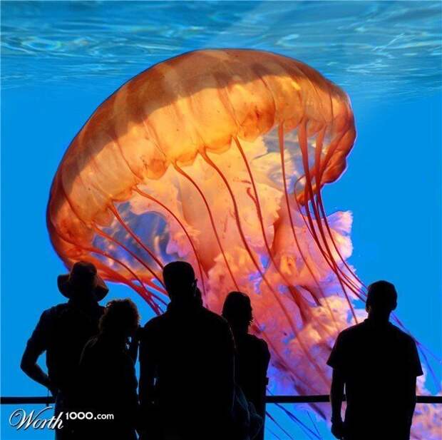 Гигантская медуза Номура люди, медуза, море, природа