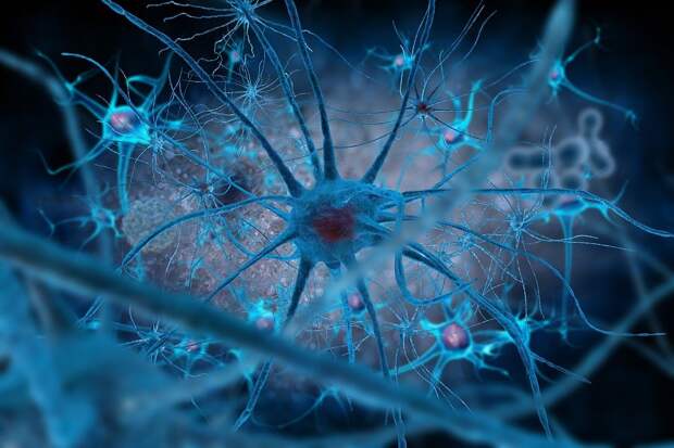 Выявлен ключевой белок, отвечающий за долголетие стволовых клеток головного мозга