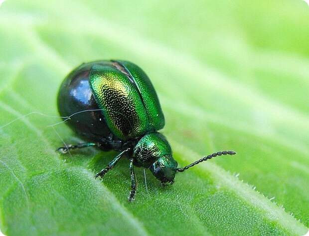 Щавелевый листоед (лат. Gastrophysa viridula)
