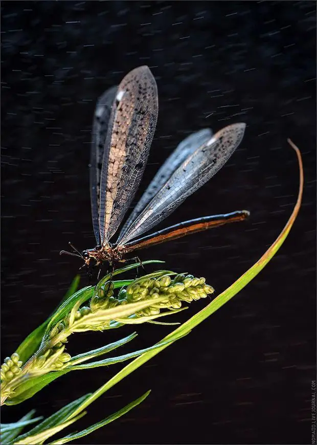 Фотография: Микромир Байкала №38 - BigPicture.ru