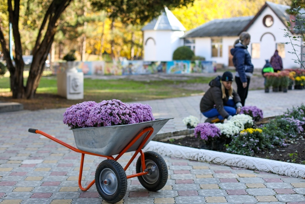 В Детском парке Симферополя высадили 300 кустов хризантем