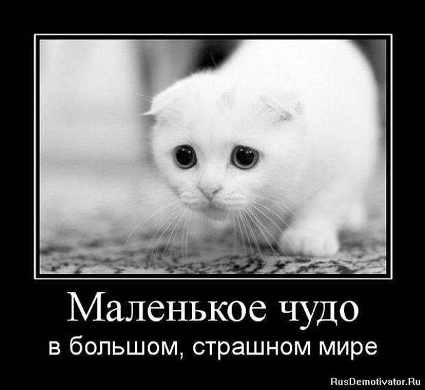 Позитивные демотиваторы про животных (20 фото) Позитивные демотиваторы про животных (20 фото)