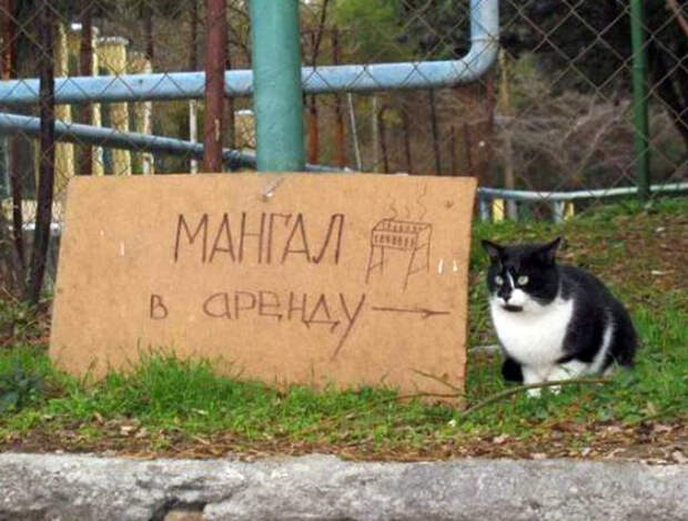Очевидно же, что это не мангал, а кот! | Фото: Новости N. Очевидно же, что это не мангал, а кот! | Фото: Новости N.