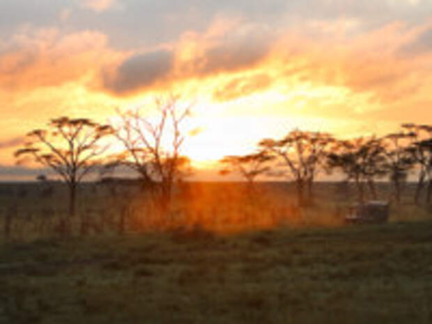 Клуб путешествий Павла Аксенова. Танзания. Morning safari drive. Beautiful sunrise in Serengeti national park, Tanzania. Фото shalamov - Depositphotos