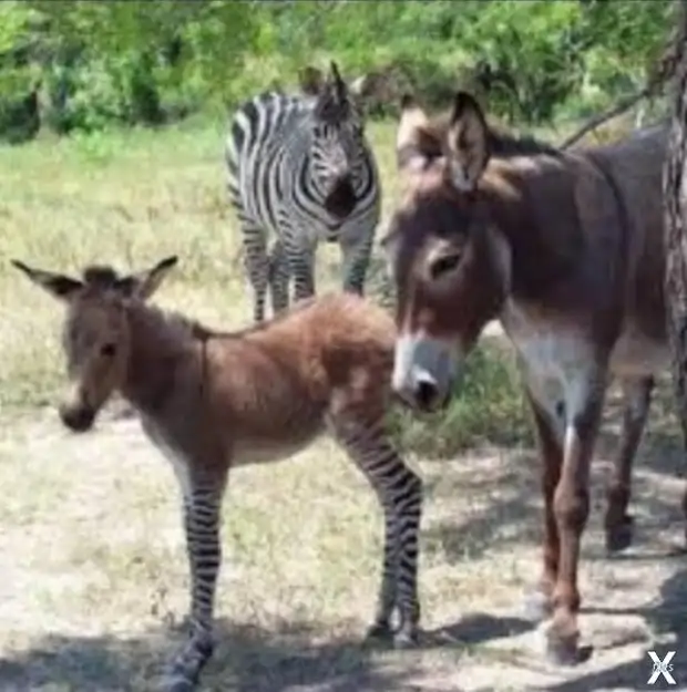 Телегония у животных