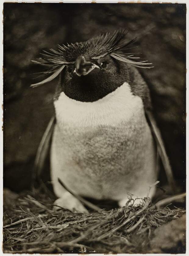 Пингвин Склейтера, или Большой хохлатый пингвин Дуглас Моусон, австралия, антарктида, изучение Антарктики, научная экспедиция, полярные исследователи, поход во льдах, фотосвидетельства