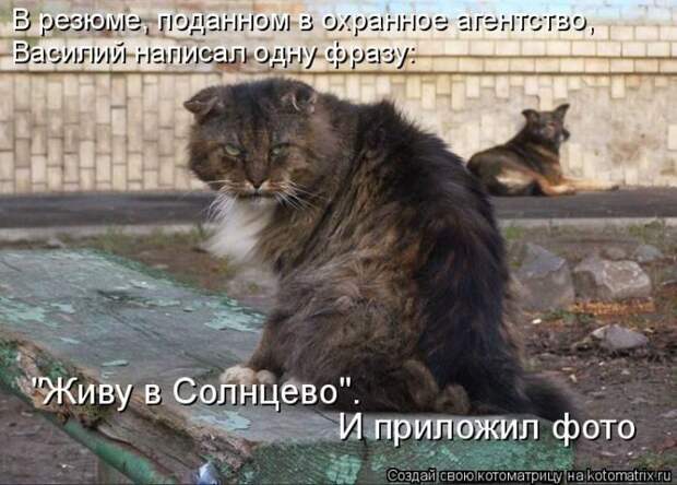 Лучшие котоматрицы недели
