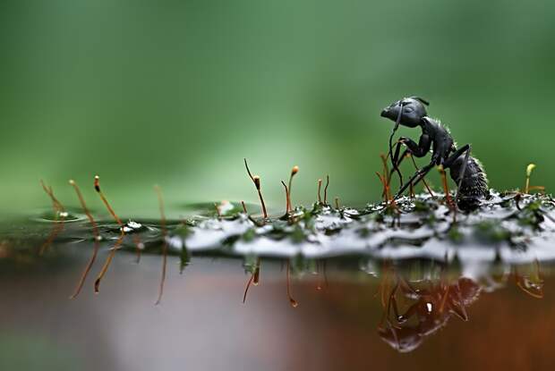 Чёрный садовый муравей на мокрой траве. (Вадим Трунов)