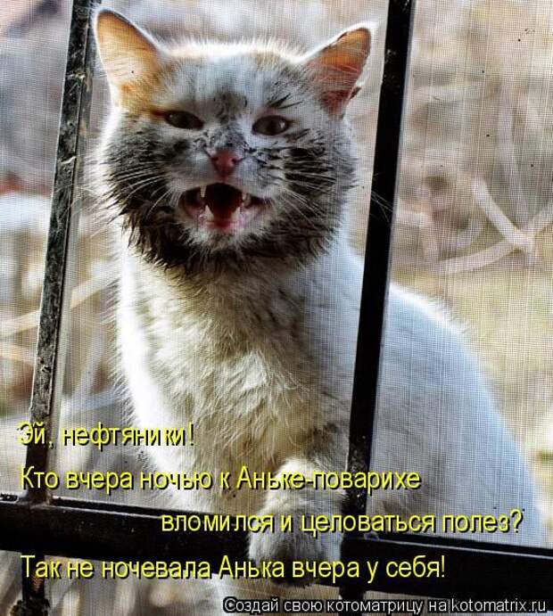 Котоматрицы (картинки с надписями)