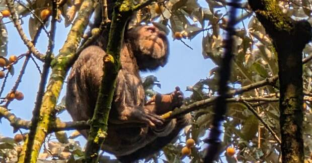 В моче диких шимпанзе нашли метаболит этанола