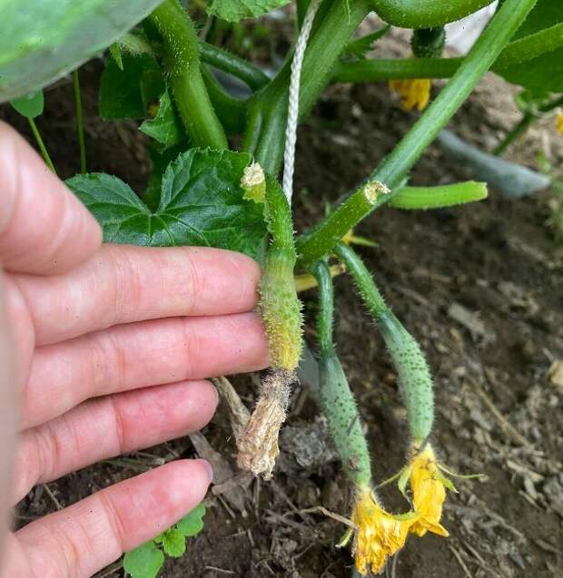 Желтеют и опадают завязи у огурцов: причины, устранив которые можно увеличить урожай в несколько раз