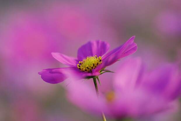 Есть только миг между прошлым и будущем... Есть только миг между прошлым и будущем...