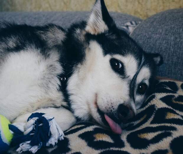 Замерзшая хаски 3 дня пролежала под балконом без движения Замерзшая хаски 3 дня пролежала под балконом без движения балкон, история, собака, хаски