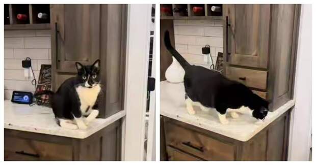 Пушистый симулянт