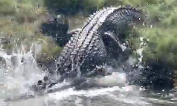 В Индонезии громадный крокодил сожрал купавшегося мужчину