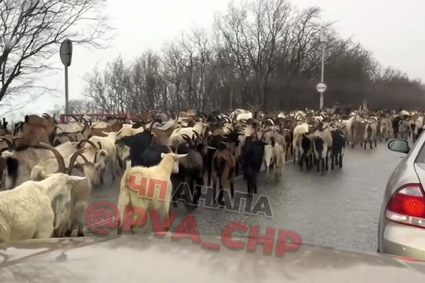 В Анапе стадо козлов заблокировало автодорогу и попало на видео