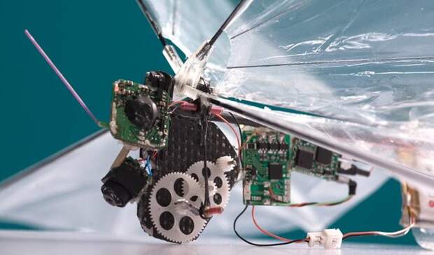 Орнитоптер – это машина, перемещающаяся за счет взмахов крыльев. Рональд Феринг, профессор из факультета Электрической Инженерии и Компьютерных наук Беркли и его коллеги Кэмерон Дж. Роуз и Парса Махмудди разработали орнитоптер, который может быть запущен со спины робота-таракана. Крошечные роботизированные летуны имеют ограниченный срок службы батареи, поэтому исследователи больше рассчитывают на ползающих и бегающих ботов – они лучше справляются с исследованием пересеченной местности в долгосрочной перспективе.