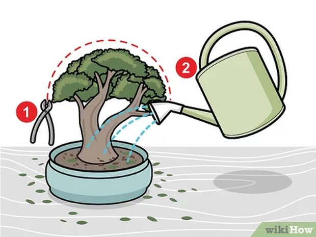 Step 2 Полейте бонсай сразу же после обрезки.