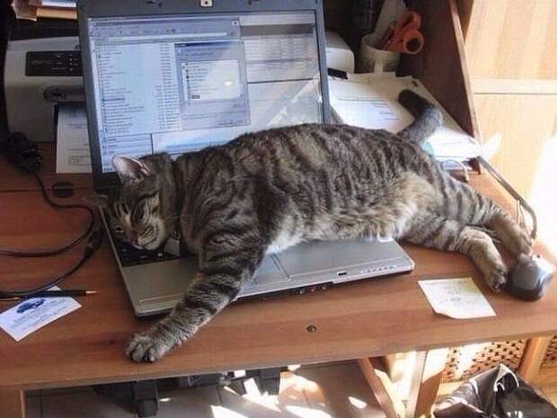 6. Коту нужно быть там, где вы работаете Любовь, животные, котизм, котики, коты
