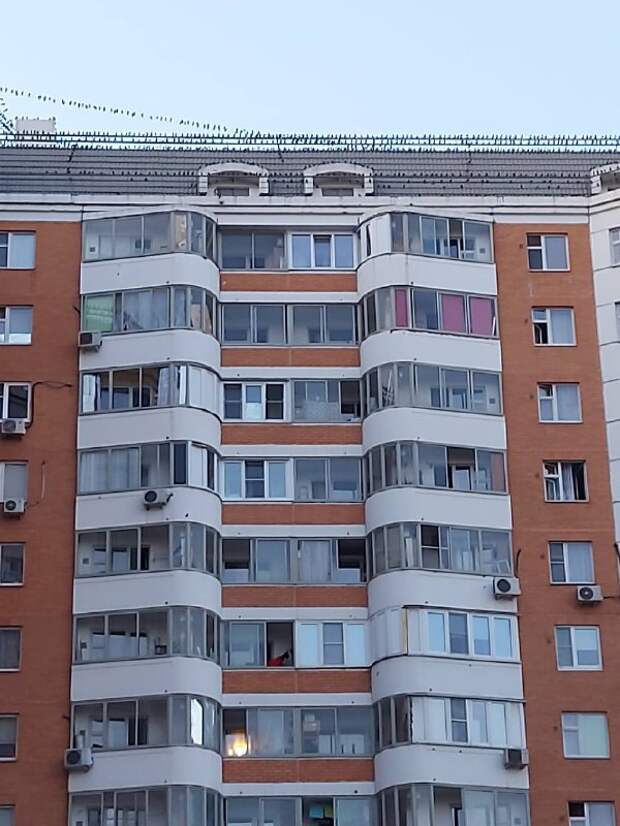 Фото дня: голуби захватили крышу жилого дома на Дмитровском