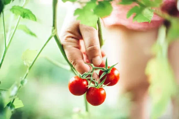 Морковь и не только: какие продукты помогут восстановиться после солнечных ожогов