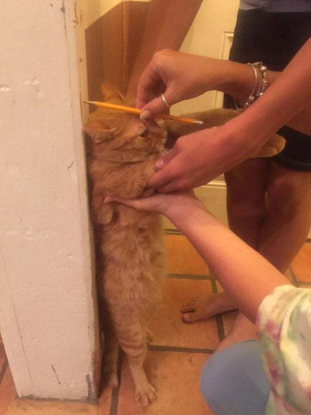 Когда всей семьёй пытаетесь измерить высоту кота