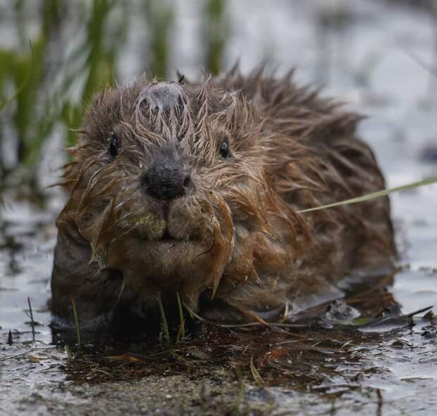16 уникальных снимков диких животных, где фотограф подобрался очень близко