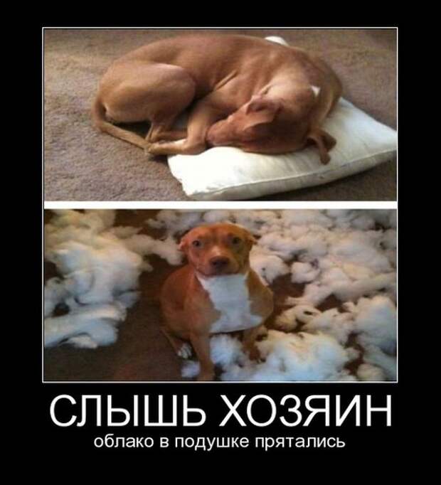 Демотиваторы (30 фото)