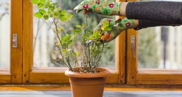Как не отморозить перчик: новосибирский агроном Мармулев назвал правила проветривания окна с рассадой