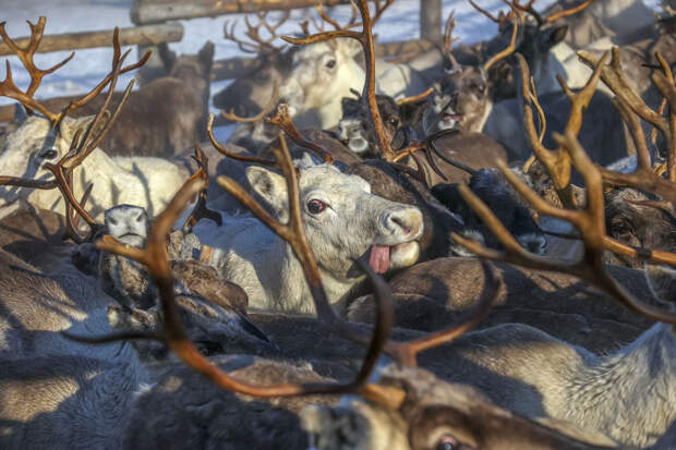 Северные олени в Ловозерском районе