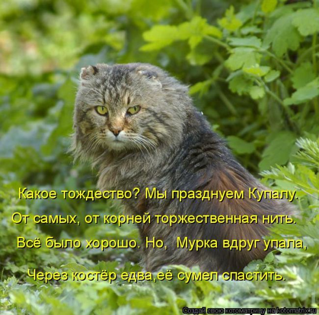 Лучшие котоматрицы недели (50 фото)
