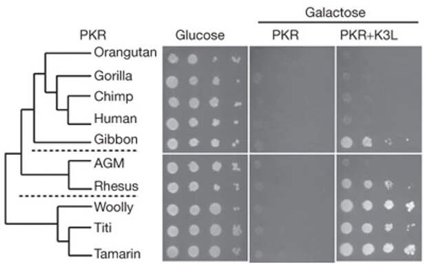 Рис. 4. Анализ активности протеинкиназы R в системе на основе дрожжевых клеток