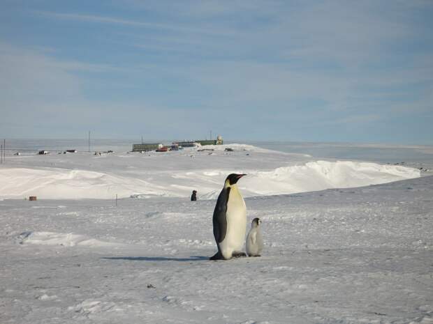 "Движению за экологию ДОМ" вручили премию за развитие Арктики