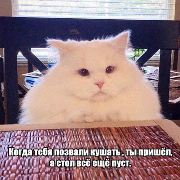 Позитивные и веселые котики с кошечками (12 фото)