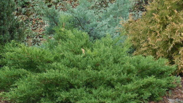 Juniperus horizontalis Prince of Wales на переднем плане