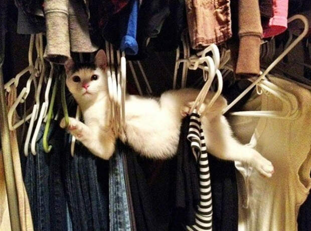 Неожиданные и странные места, в которых можно обнаружить котиков