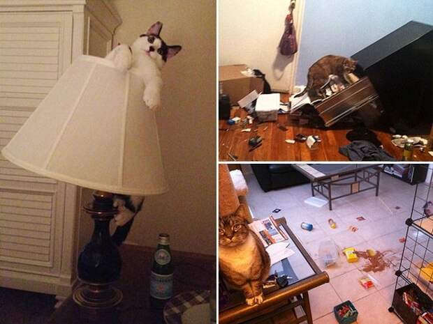 Злюки-коты