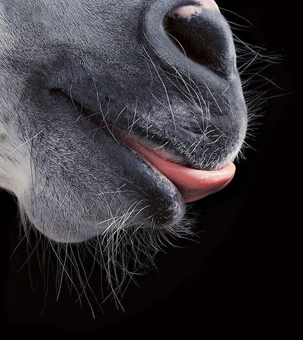 Грация прекрасных лошадей в фотопроекте Equus