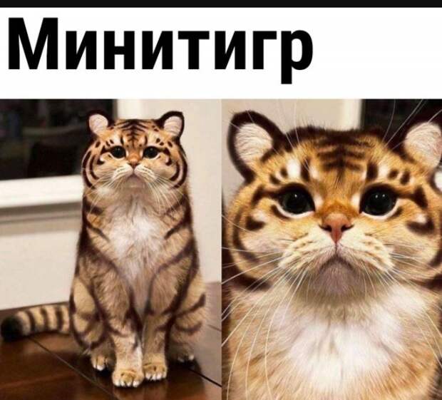 картинки прикольные смешные с надписями (14)