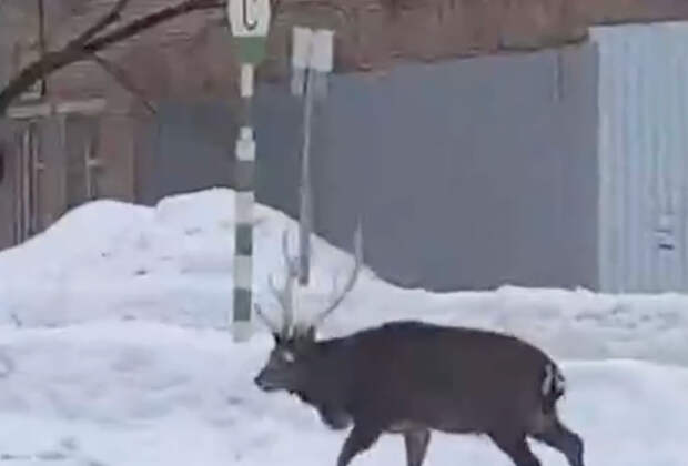 Олень побродил по улицам Подмосковья и попал на видео
