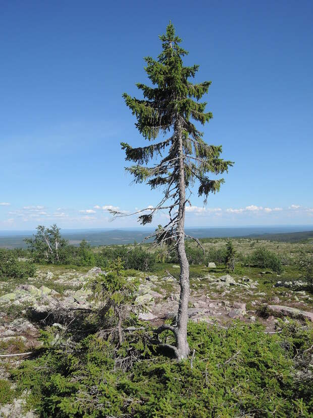 Old Tjikko | Erik Nyström | Flickr