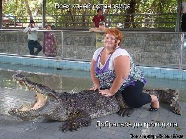 Котоматрицы(картинки с надписями)