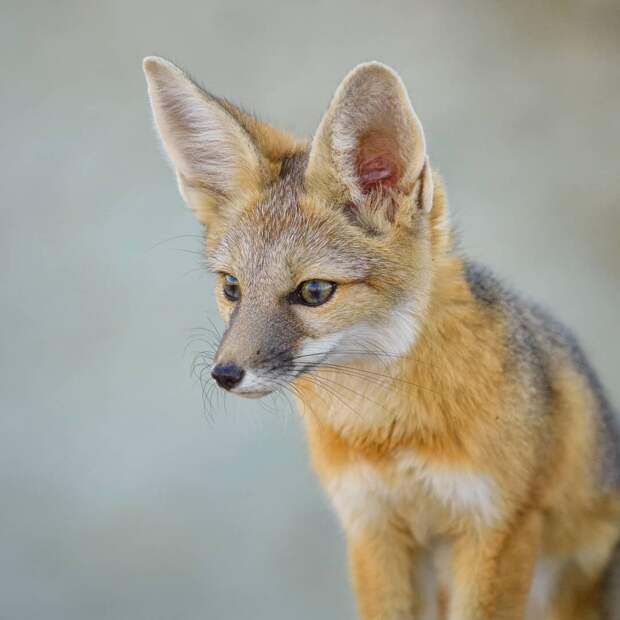 16 уникальных снимков диких животных, где фотограф подобрался очень близко