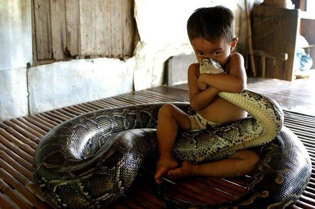 «Милый» домашний любимец: дружба мальчика и 5-метрового питона