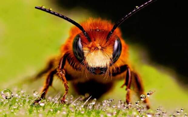 Почему пчелы умнее людей?
