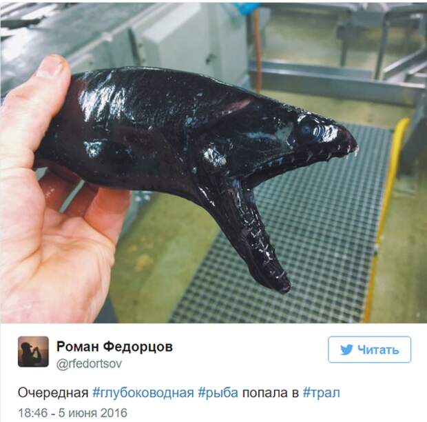 Невероятные монстры: российский моряк публикует снимки самых диковинных существ, попадающих в сети twitter, Социальные сети, вода, монстр, рыба, рыбак
