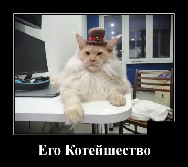 Демотиватор про котейшество